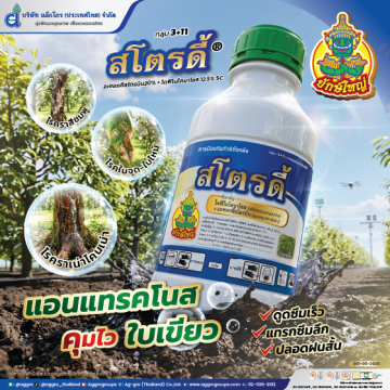 สโตรดี้